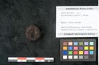 Foto (Objekt + Etikett) von Spondylostrobus smythii F.V. Mueller (NHMW-GEO-2024-0188-10401)